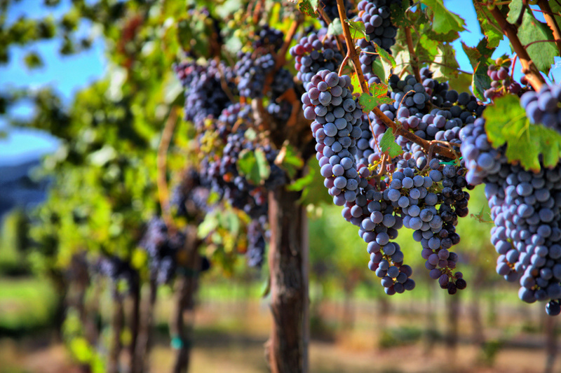 Гомеопатия эффективна в лечении болезней виноградников